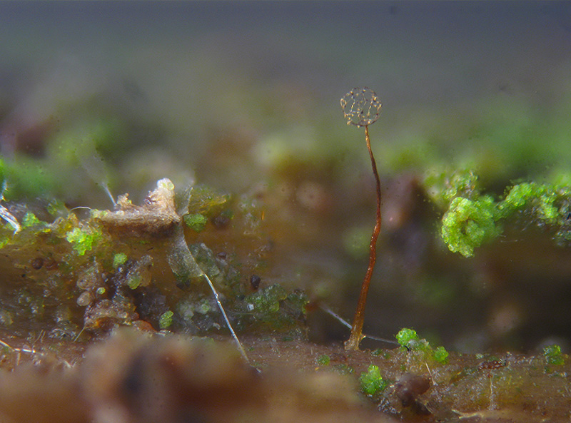 Cribraria microcarpa ?